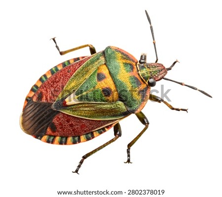 Green and Red Stink Bug Insect, Colorful Shield Bug Macro Isolated on White Background