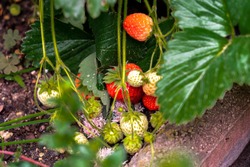 Green And Red Strawberries Variety In Different Ripening Stages, Fragaria Ananassa.
