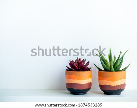 Green and red succulent plants in modern painted terracotta pot on white wood shelf isolated on white wall background with copy space.