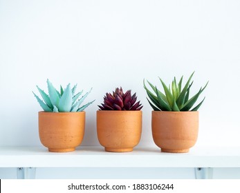 Green and red succulent plants in small modern terracotta pots on white wood shelf isolated on white wall background with copy space. - Powered by Shutterstock