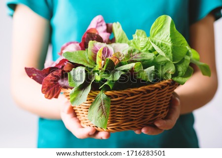 Green and red Thai spinach leaf or edible amaranth (Asian plant) in a basket holding by hand, Organic vegetable