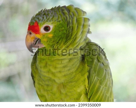 the green red-lored parrot looking into the camera 