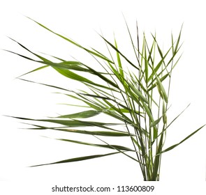  hierba verde de caña aislada en fondo blanco
