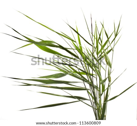  green reed cane grass Isolated on white background