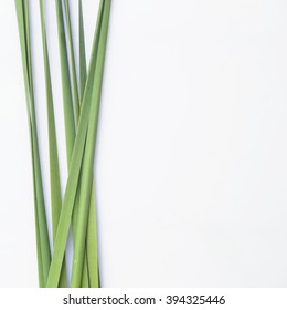 Green reeds background
