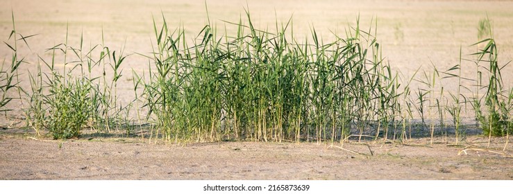 Green Reeds In A Dry Pond