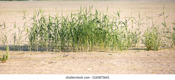 Green Reeds In A Dry Pond