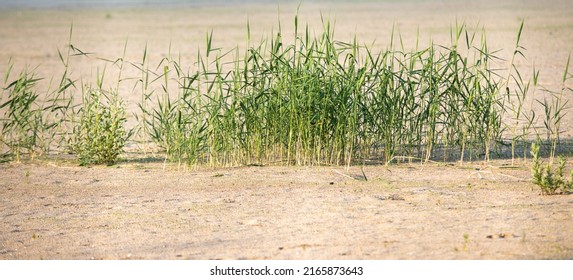 Green Reeds In A Dry Pond