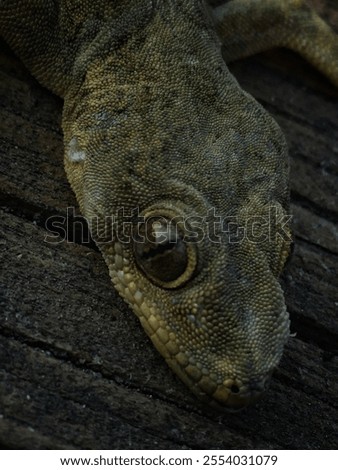 Green Reptile Lizards Photo Click With Mobile Phone 