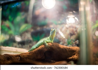A green reptile similar to an iguana with yellow eyes lies on a brown dry branch and is heated under an electric lamp, lifting its head upwards, in an aquarium against a green background