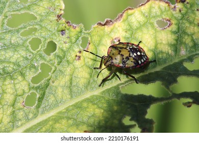 Green Rice Bug (Nezara Viridula), 4th Instar Nymph.