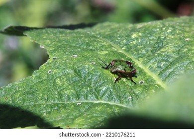 Green Rice Bug (Nezara Viridula), 5th Instar Nymph.