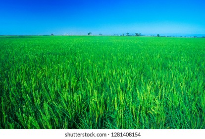 A Green Rice Crop The Central Valley Of California