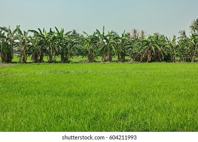 green rice farm field