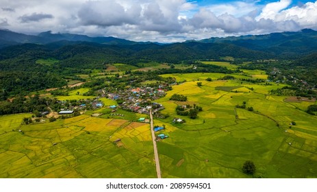 Green Rice Farm Top View