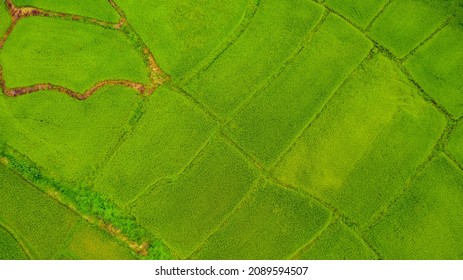 Green Rice Farm Top View