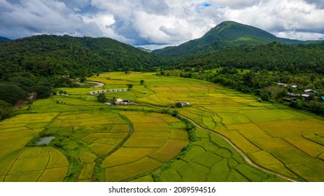 Green Rice Farm Top View