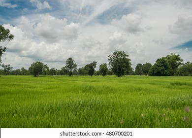 Green Rice Feild