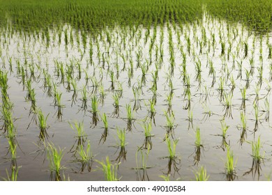 2,229 Basmati rice field Images, Stock Photos & Vectors | Shutterstock