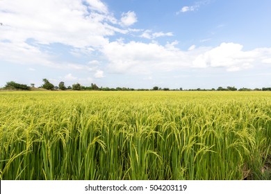 Green Rice Field