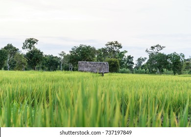 Green Rice Field Background Texture Stock Photo 737197849 | Shutterstock