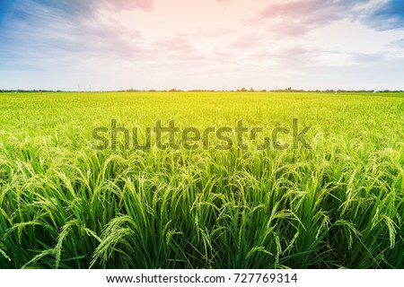 Green rice field in country side of Thailand