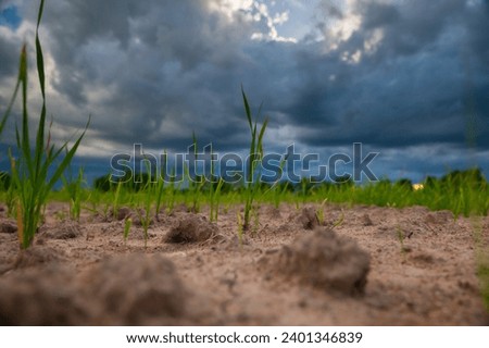green rice field with dry soil, famer wait for rain water in Thailand