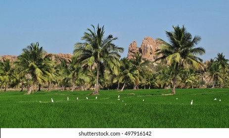 Green Rice Field And Granite Mountain In Hampi, India