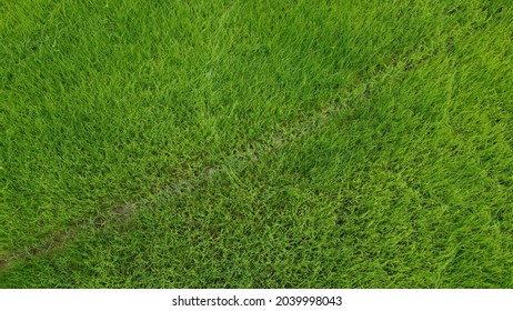 Green rice field growing in the rainy season top view in the field - Shutterstock ID 2039998043