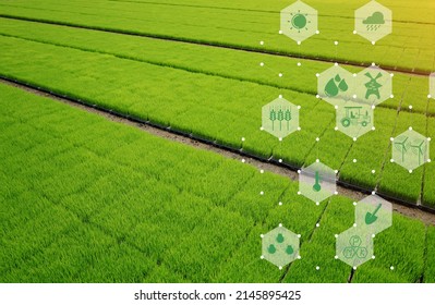 Green Rice Field Image And Farming Tools Icon And Equipment Icon Background Representative To Smart Farming. Connection Node.