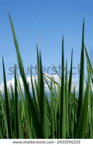 the green rice field, look interesting the rice flower comes out, just contains the fruit, looks still green, towering upwards, not yet bent, because it is not yet full, the fruit is in the pollinatio ストックフォト © 