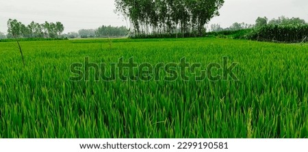 green rice field in the morning, Natural view of rice field and green tree over the lake drinking, landscape with grass and trees, rice field photo blue sky