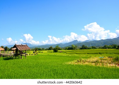 Green rice field with mountain