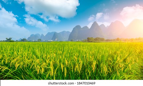 Green rice field and mountain natural scenery in Guilin,China.