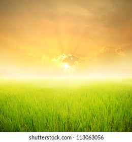 Green Rice Field And Sunset