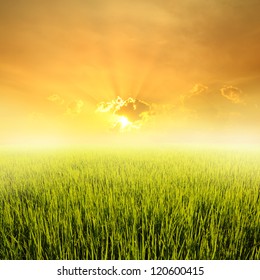 Green Rice Field And Sunset