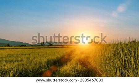 Green rice field with sunset sky background. Countryside landscape.
