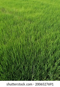 Green Rice field in Thailand.  - Shutterstock ID 2006527691