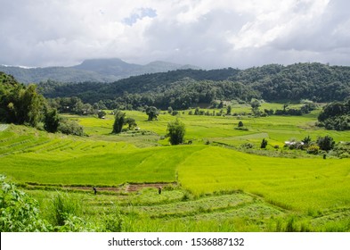 Green rice field and tree in the valley in Thailand - Shutterstock ID 1536887132
