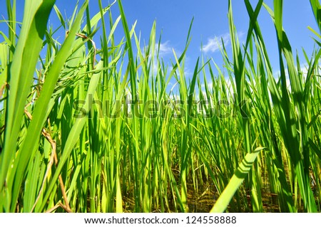 Similar – Foto Bild Grün unter Blau Wiese grün