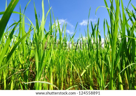 Similar – Foto Bild Grün unter Blau Wiese grün