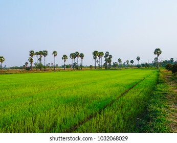 Stock Photo and Image Portfolio by PattanunNP | Shutterstock