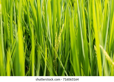 Green rice fields 