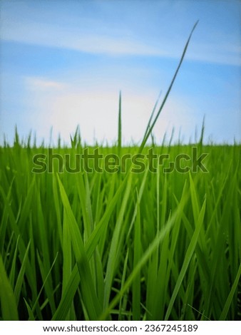 Similar – Image, Stock Photo Close-up of reed on the lake shore