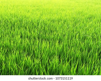 Green rice fields for background.