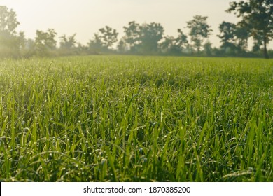 Green rice fields, the mist hangs, rice leaves in the morning