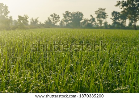 Green rice fields, the mist hangs, rice leaves in the morning