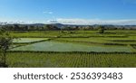 Green rice fields near Morondava. dry season West coast Madagascar. 