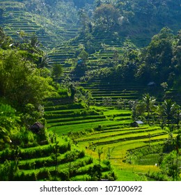 Green Rice Fields On Bali Island