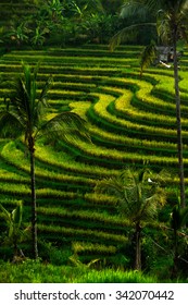 Green Rice Fields On Bali Island